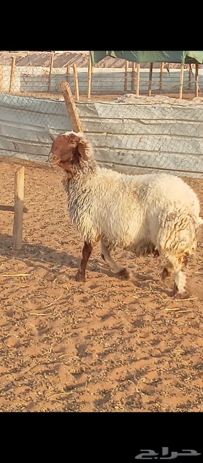 شاه نعيمه صنف64474330962819110