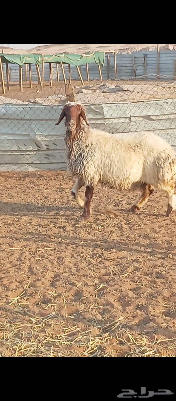 شاه نعيمه صنف64474330962819113