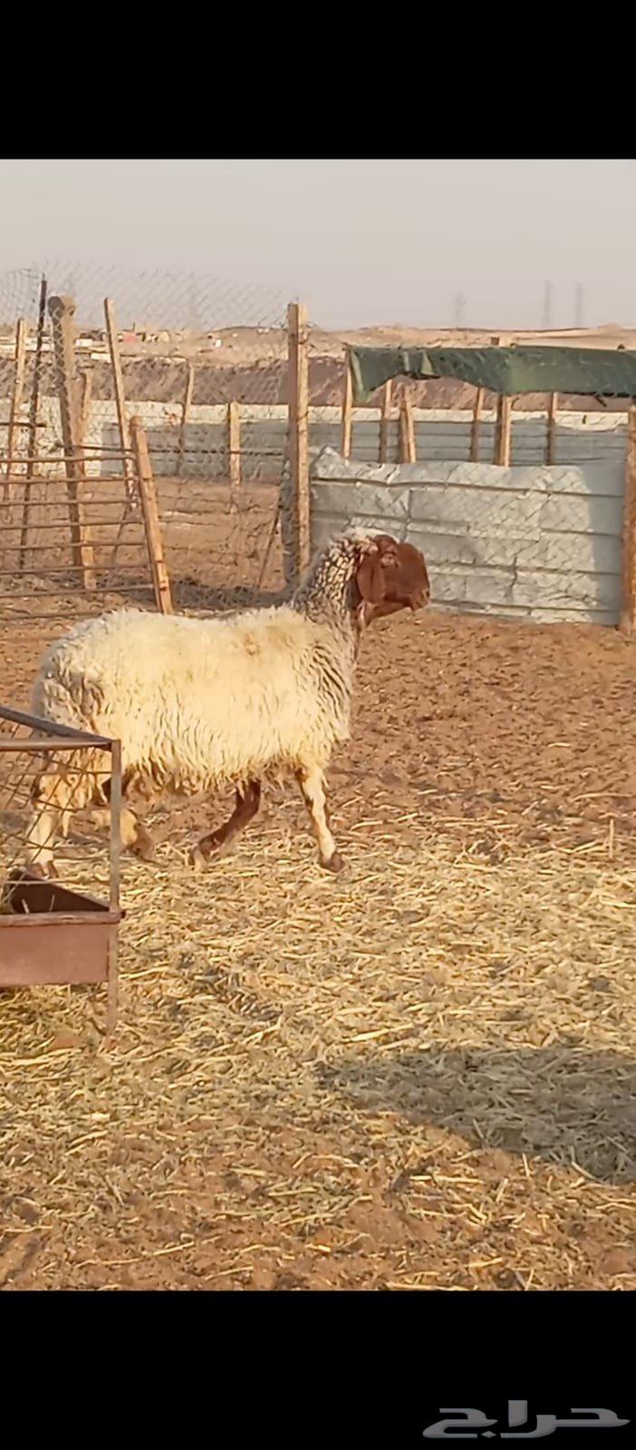 شاه نعيمه صنف64474330962819112