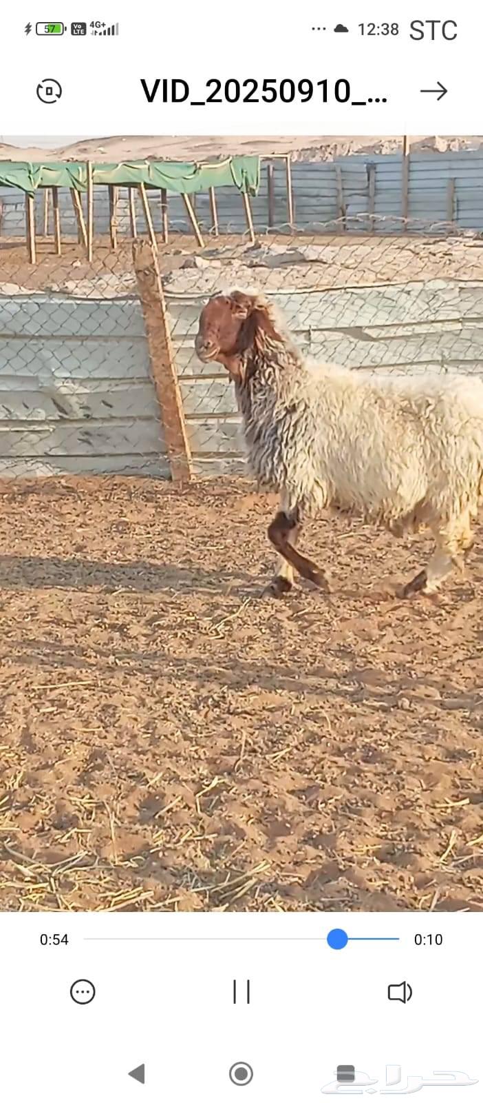 شاه نعيمه صنف64474330962819114