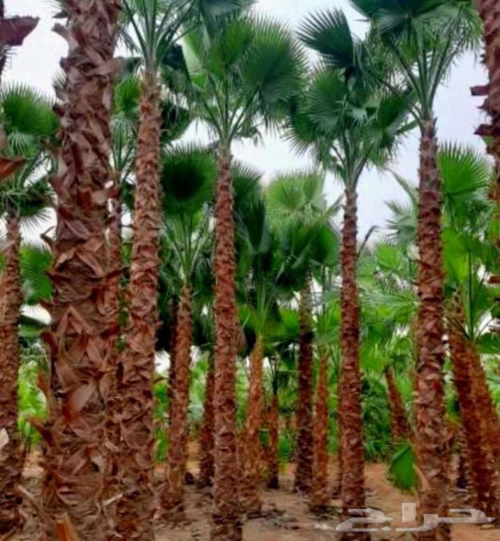 We have American Washingtonia palm trees in all sizes at reasonable prices64474139965698112