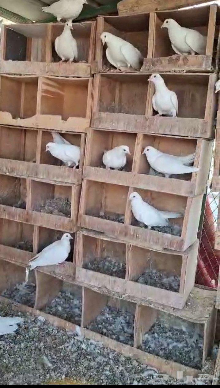 Sana'a Passport64471856506371110