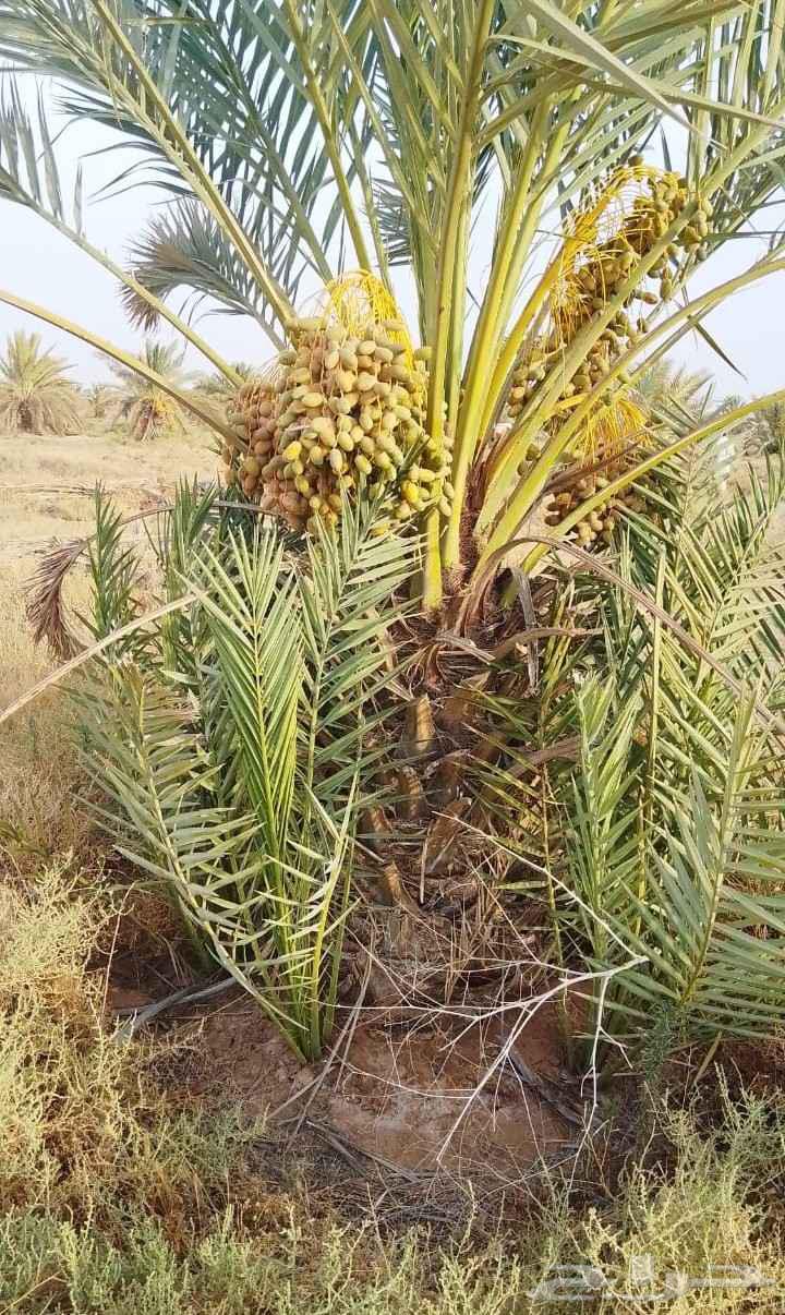 نخيل اعمال النخيل64487883260802111