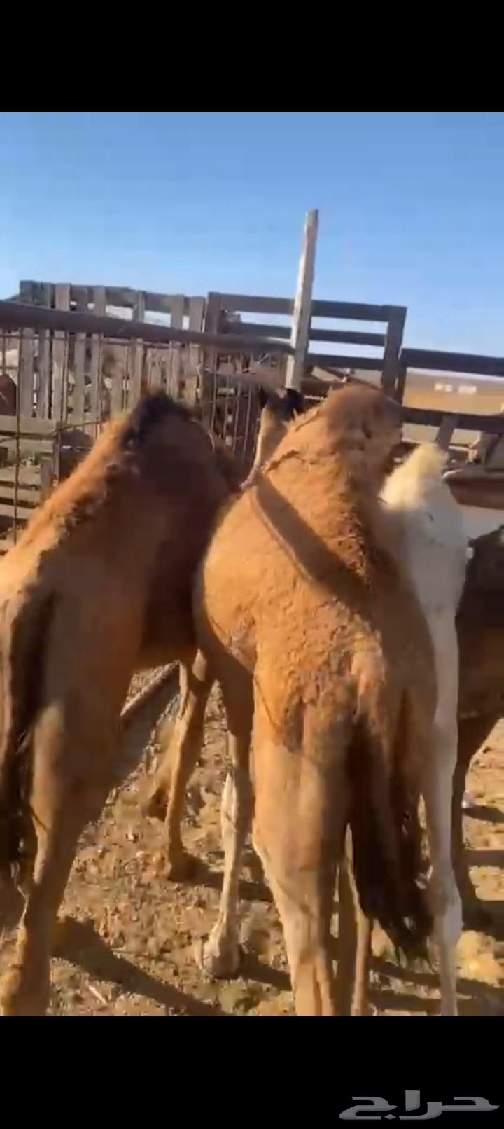 للبيع 3لكار وقعود64477866779394112