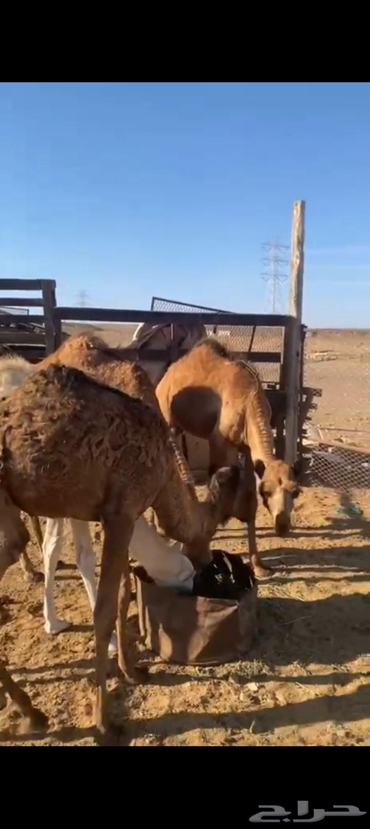 للبيع 3لكار وقعود64477866779394110