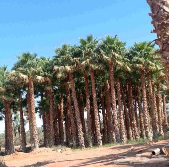 We have American Washingtonia palm trees in all sizes at reasonable prices64474139965698114