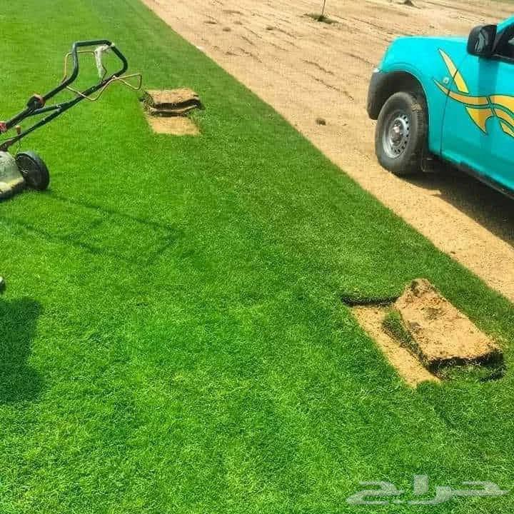 Natural screen with high quality including installation and delivery64475239549697110