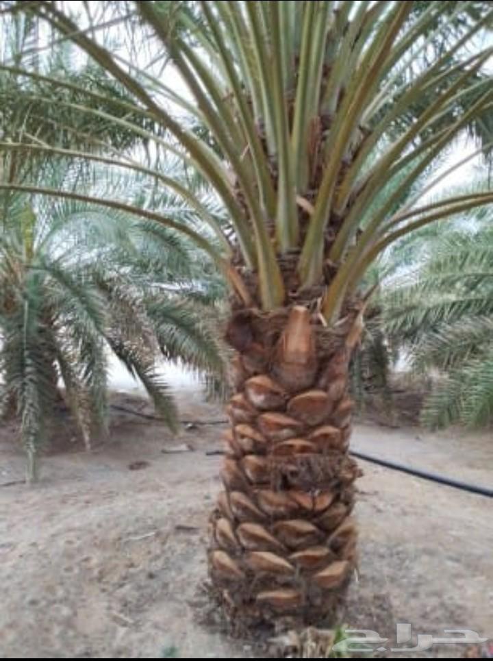 نخيل اعمال النخيل64487883260802110