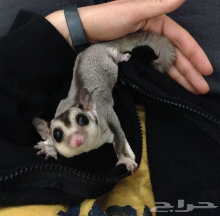 Flying Squirrel64477548486914110