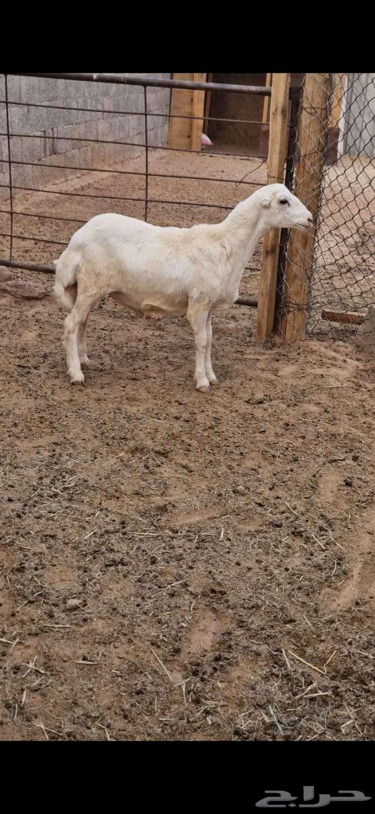 للبيع خروف مغلق ظهر وطرف64474204162945111