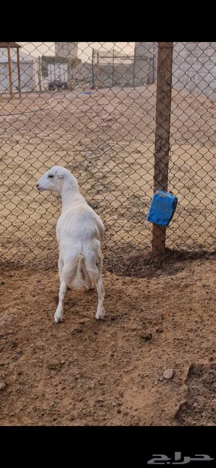 للبيع خروف مغلق ظهر وطرف64474204162945112