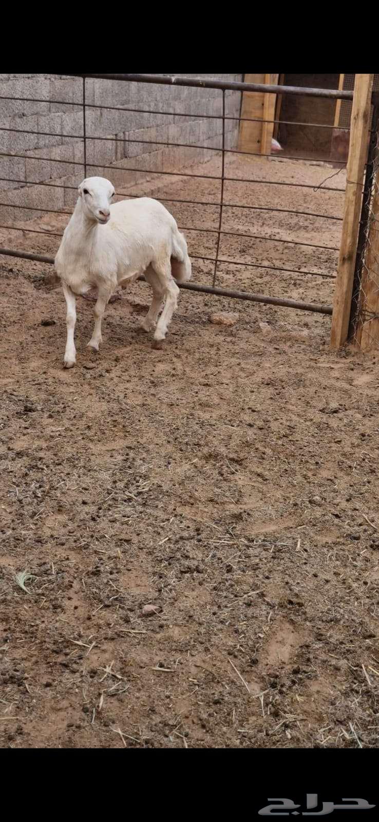 للبيع خروف مغلق ظهر وطرف64474204162945110