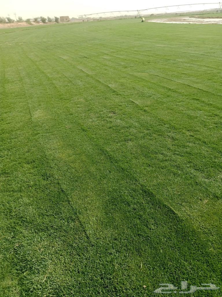 ثيل طبيعي CL2000 درجه اولى64472784787970110