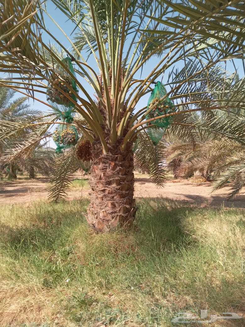 فسايل نخل للبيع64473247942401113