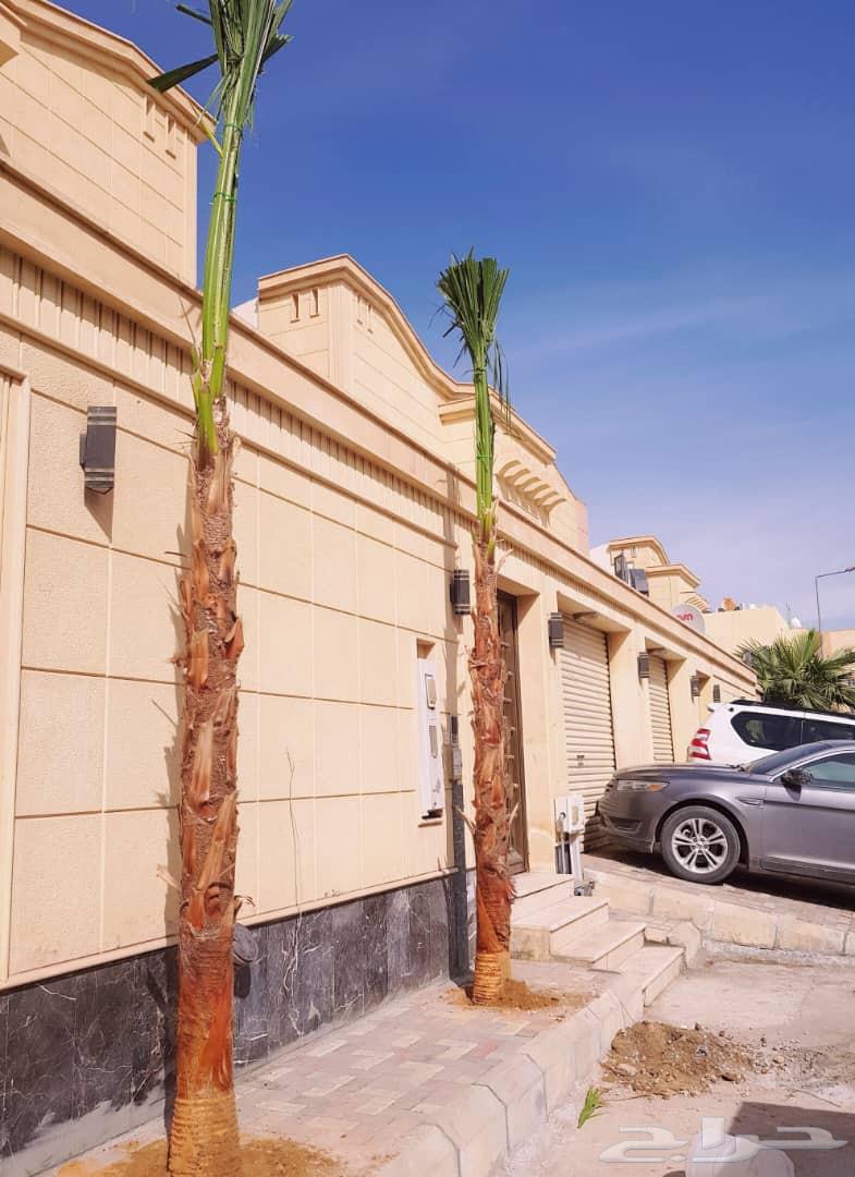 نخل واشنطني64477562421635111