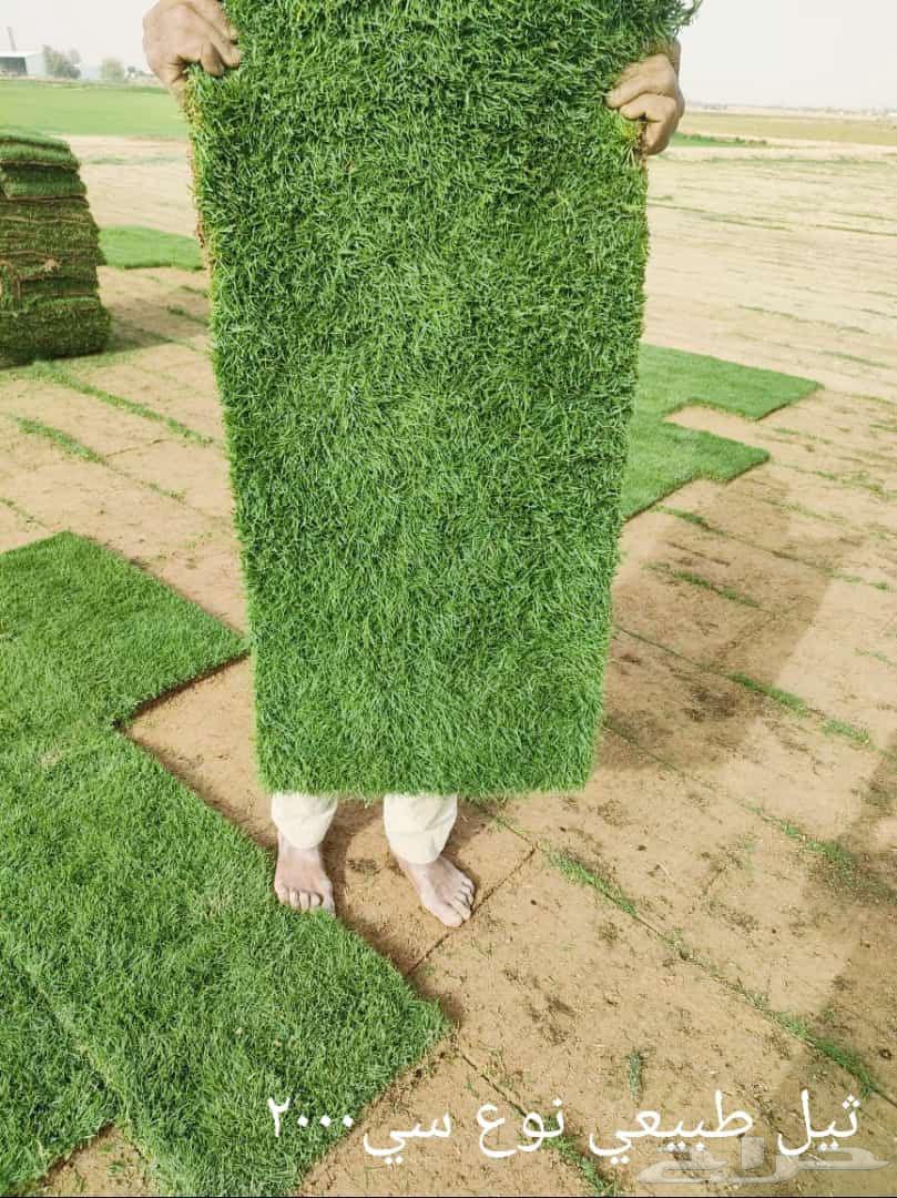 ثيل طبيعي انجيله بجميع انواعها للبيع والتوصيل64477672589185113