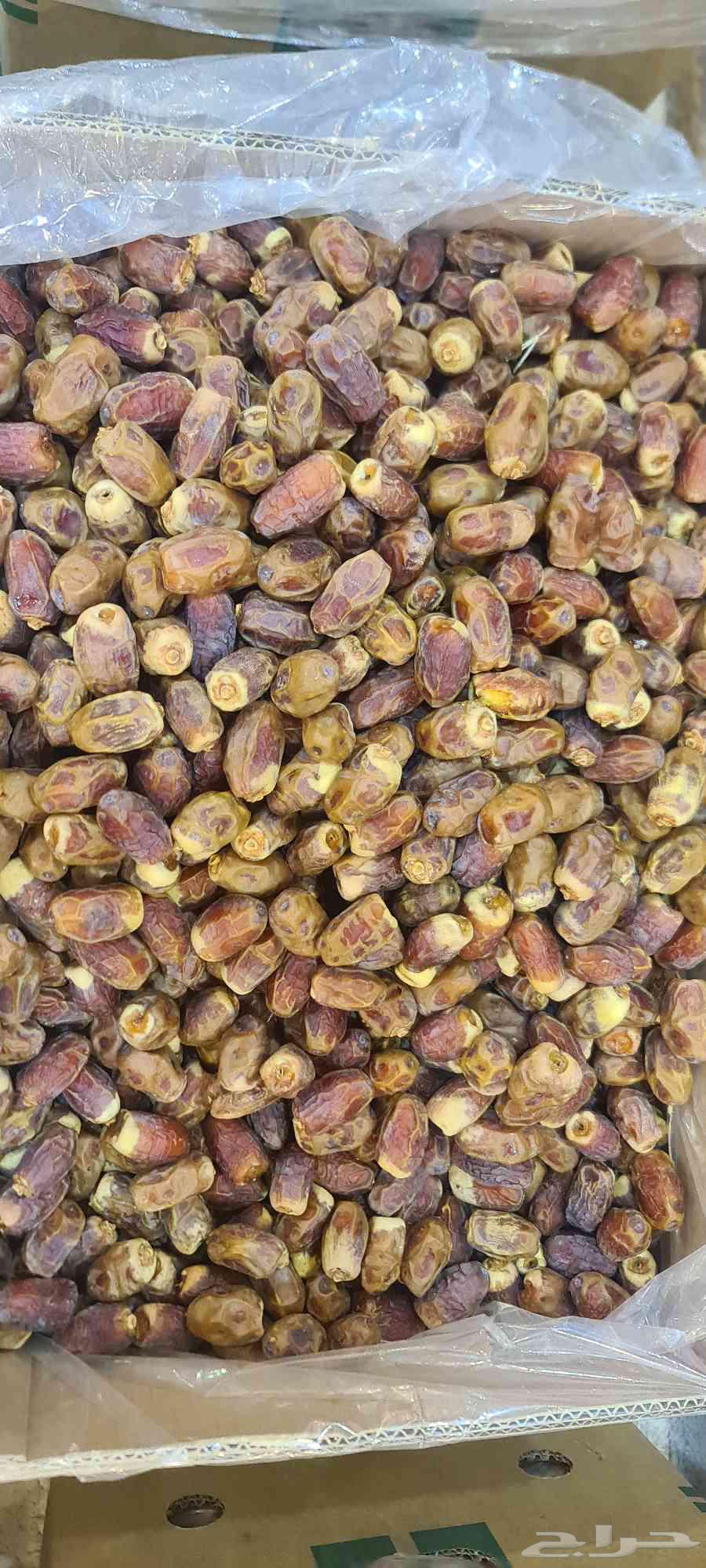 Saqi Dates from Al-Majma'ah64473037120387113