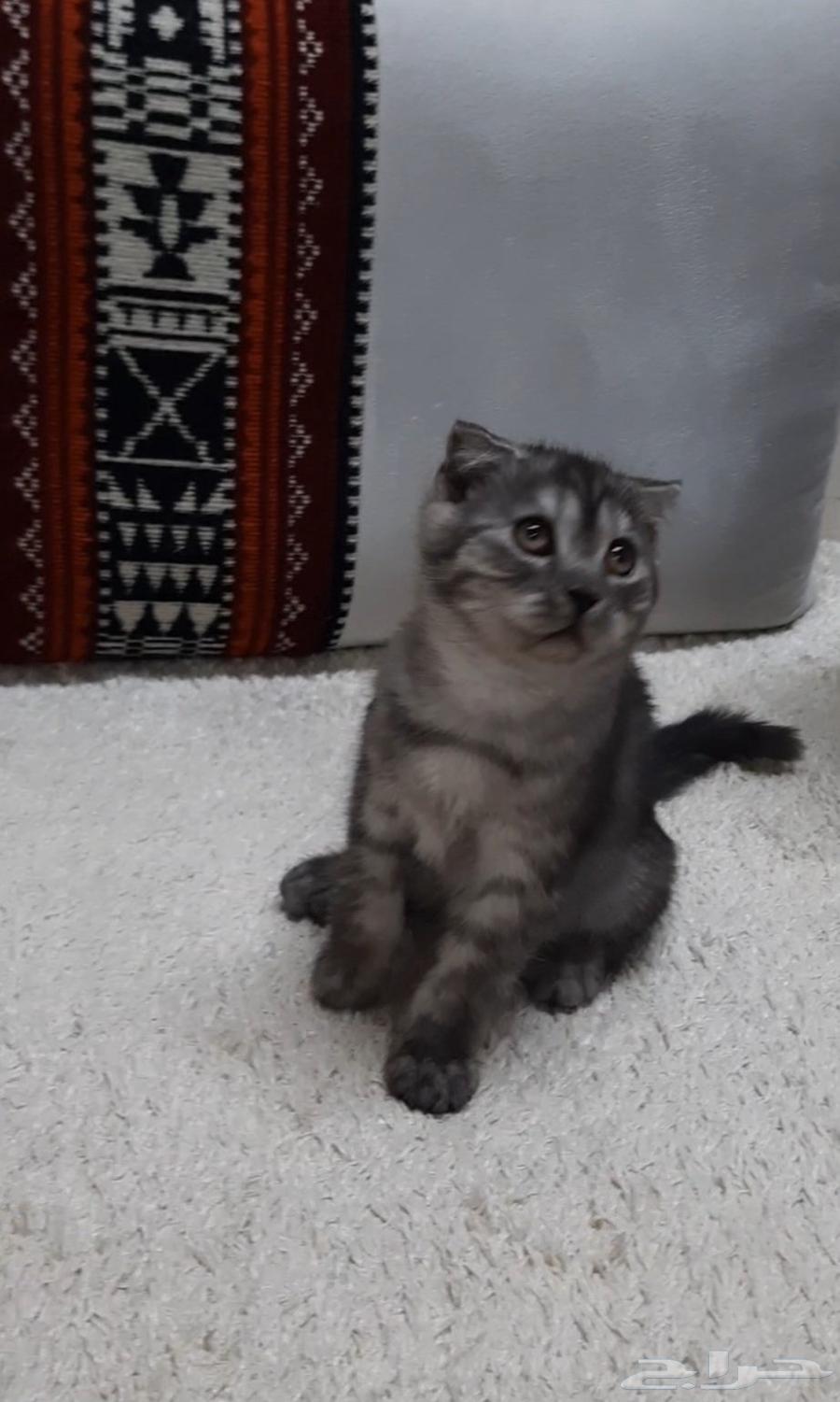 Scottish Fold kitten64477907992321110