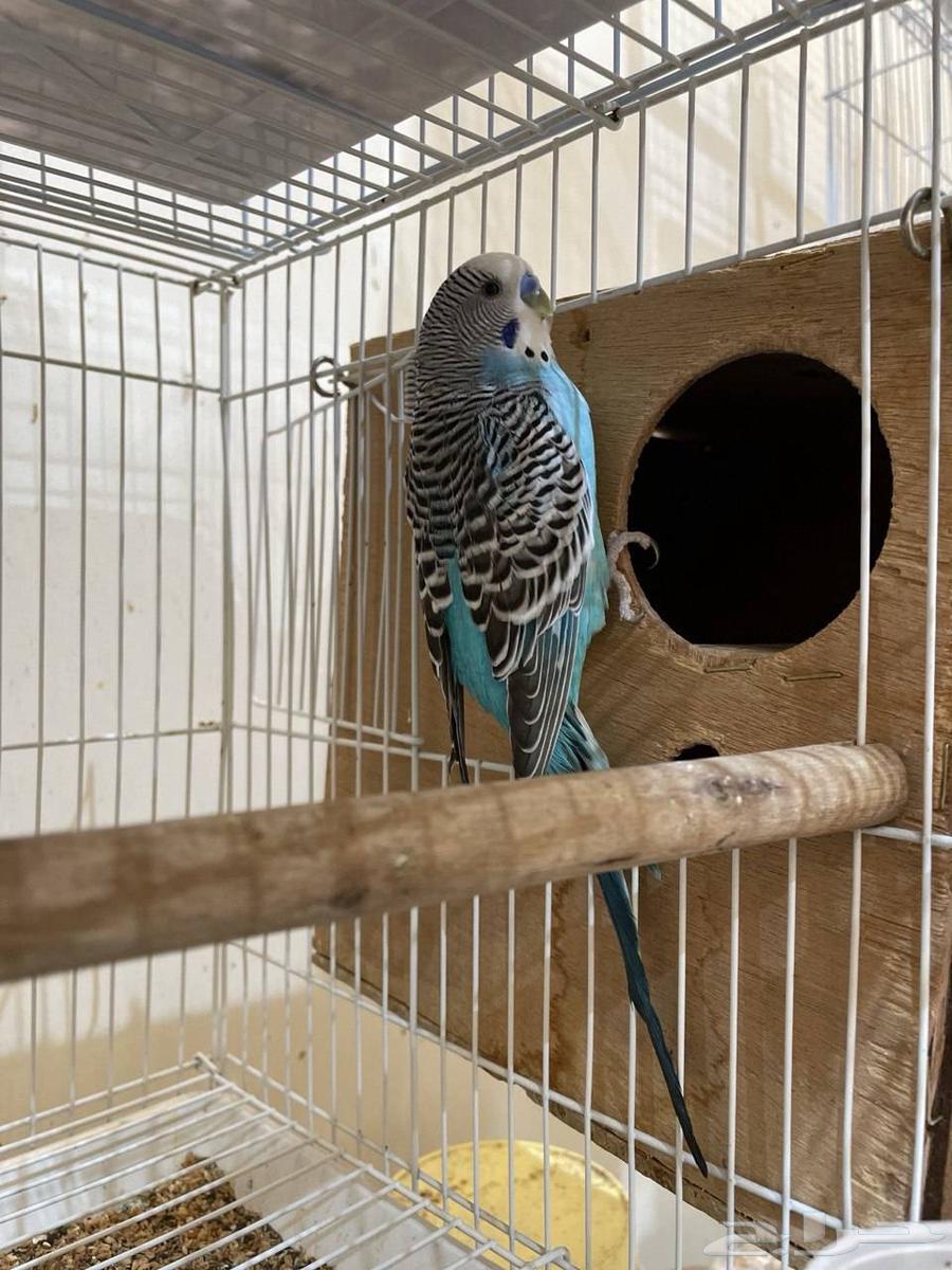 Zakr Badji for production (lover and beloved)64473401618561110