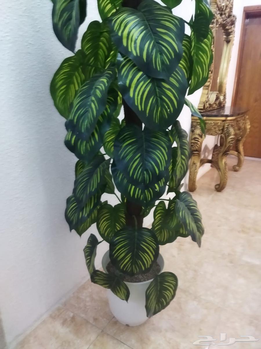 مدخل ومزهرينات شبه جديد64474804580355110