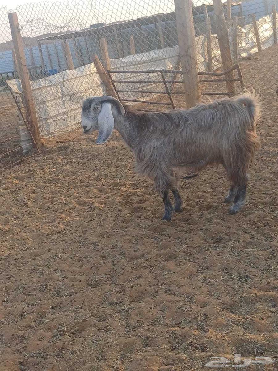 Goat milk condition64477450531201112