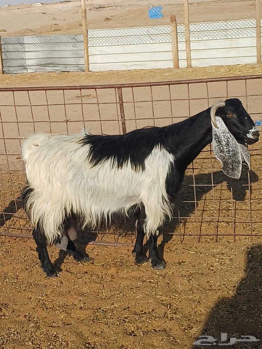 Goat milk condition64477450531201111