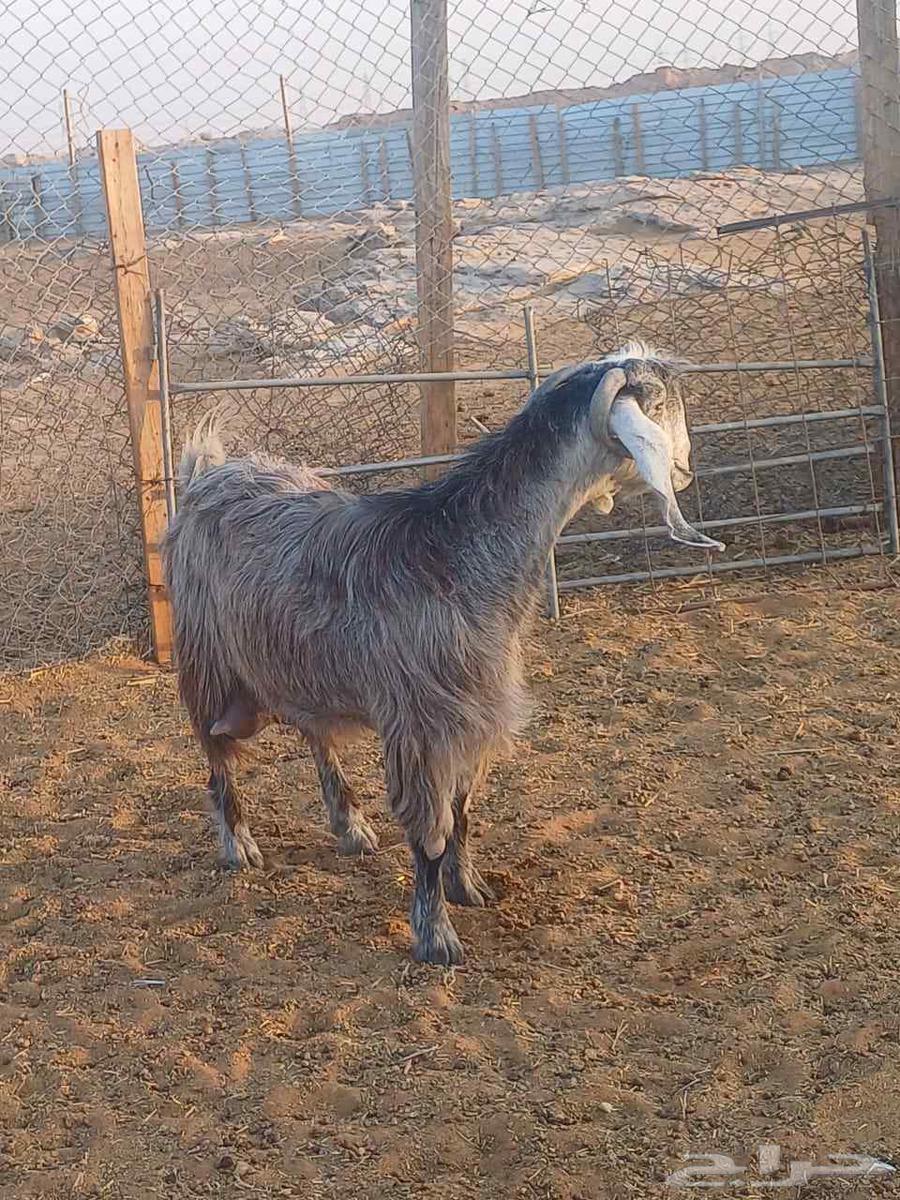 Goat milk condition64477450531201113