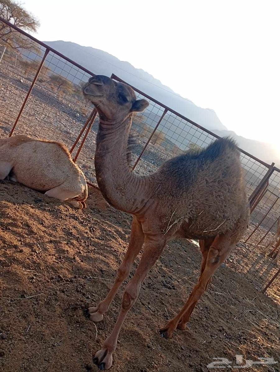 بكره للبيع64475932313217112