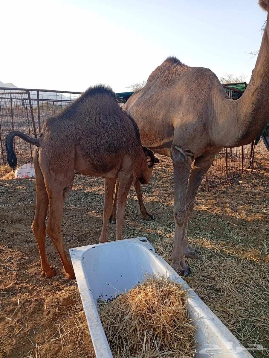 بكره للبيع64475932313217111