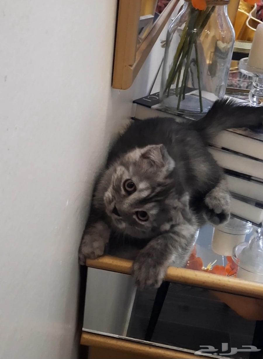 Scottish Fold kitten64477907992321113