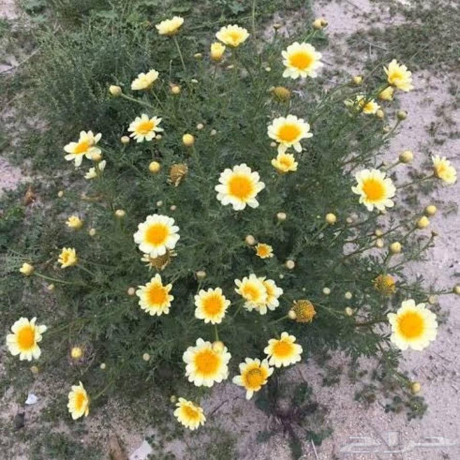 بذور الاقحوان البستاني64482213723139112