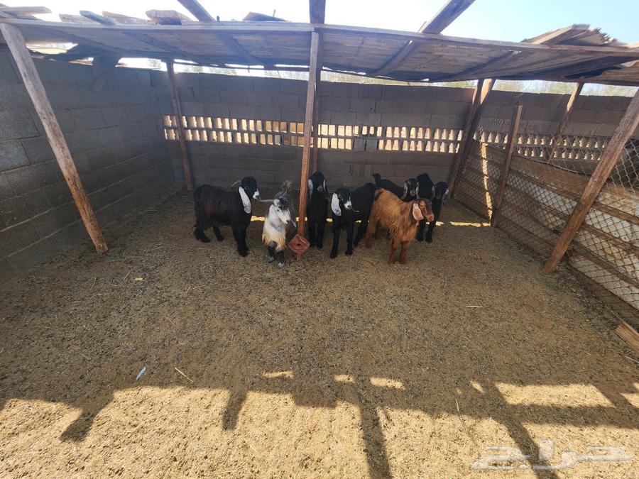 تيوس حريات للبيع في ذهبان64480345572866114