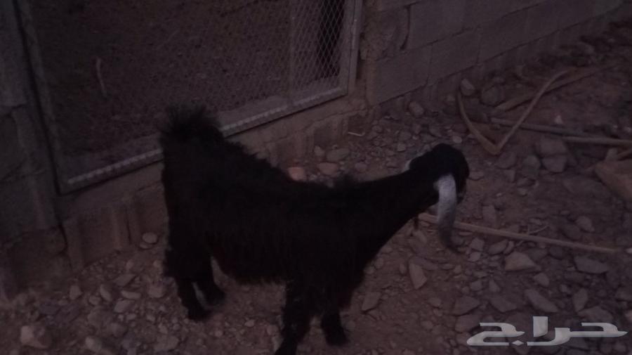 تيس للبيع مقفل نضيف على شرط العمر 7اشهر الحد80064480235874817110