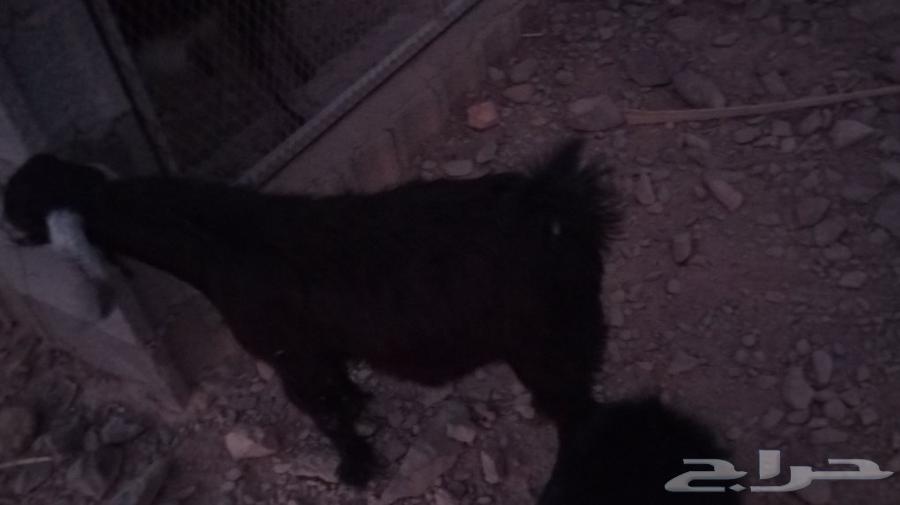 تيس للبيع مقفل نضيف على شرط العمر 7اشهر الحد80064480235874817111