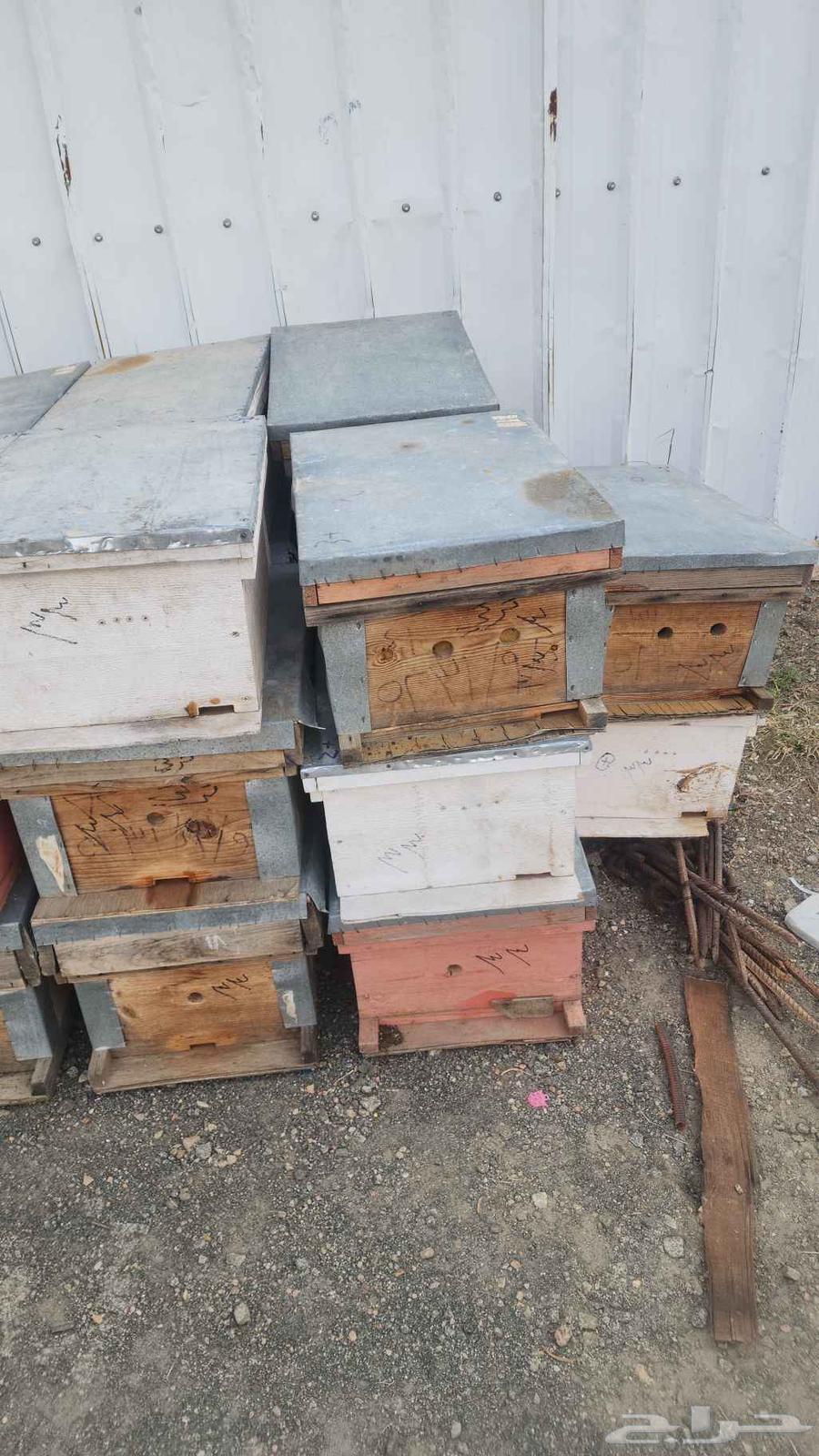 خلايا افرنجي مستخدمه 8برواز الموقع جنوب الطايف ميسان بالحارث64484470954242110