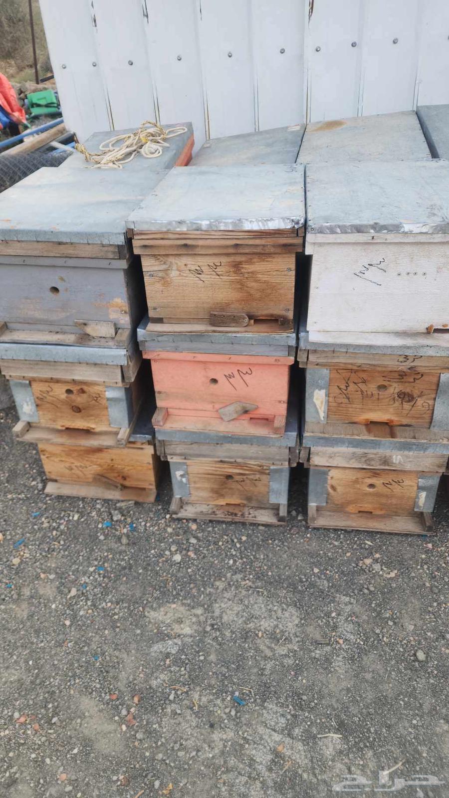 خلايا افرنجي مستخدمه 8برواز الموقع جنوب الطايف ميسان بالحارث64484470954242111