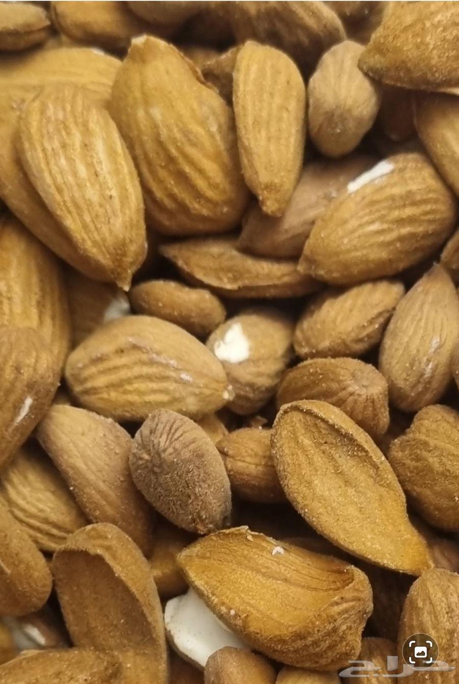 لوز بجلي بلدي مزارع الباحة64462841850498113