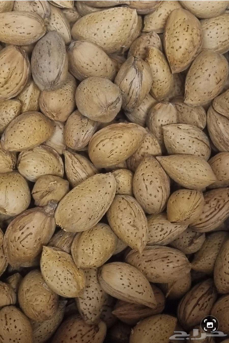 لوز بجلي بلدي مزارع الباحة64462841850498111