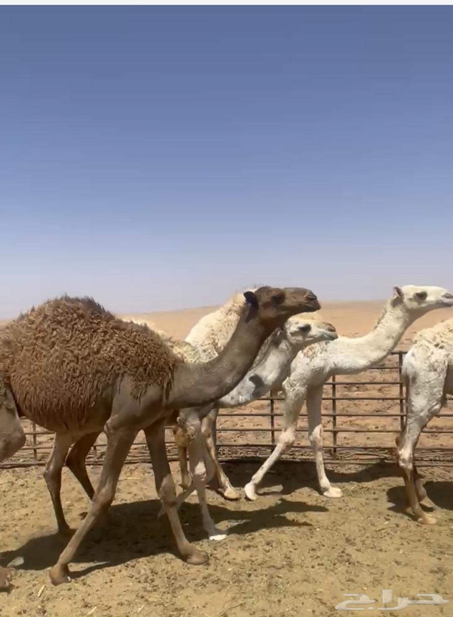 للبيع حشو مخاليل قعدان64451969770882110