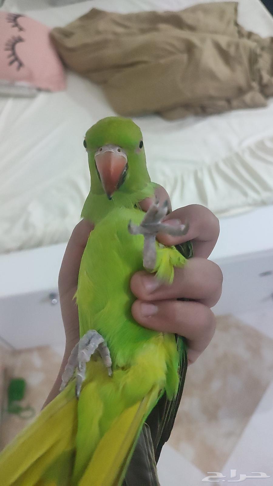 دره هندي64480523938563110