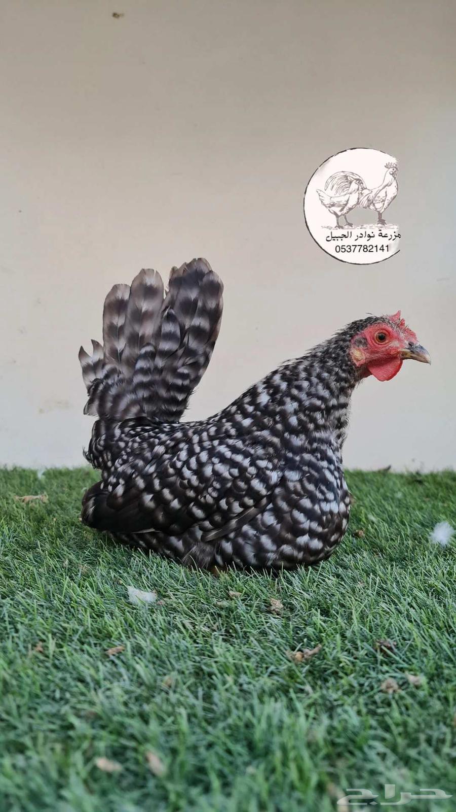 Dwarf Gamefowl Chickens64484772915457111