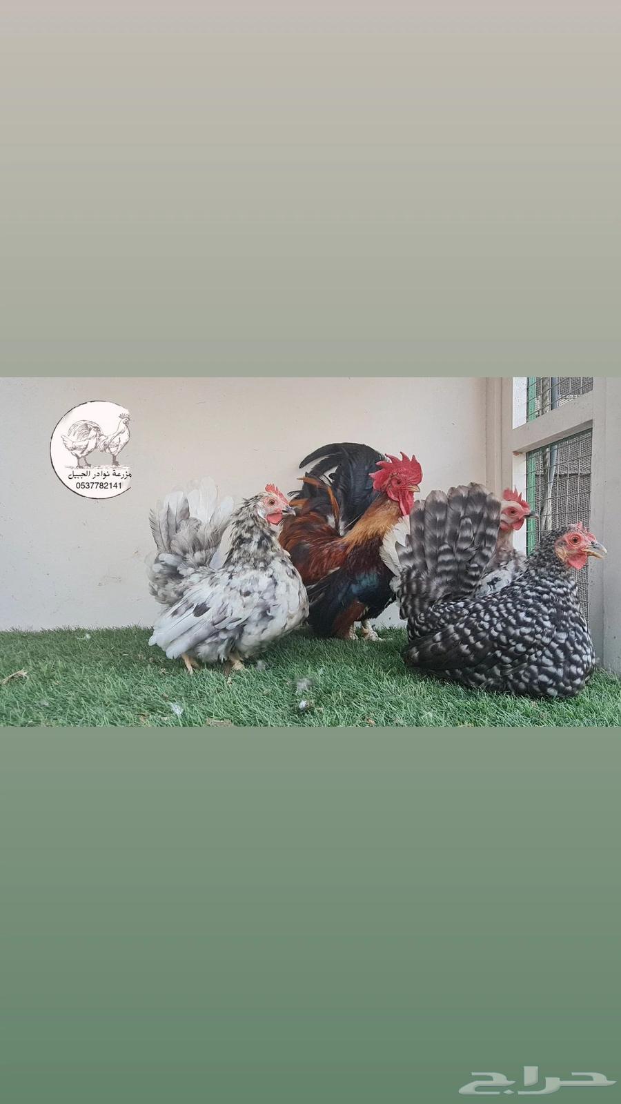 Dwarf Gamefowl Chickens64484772915457110