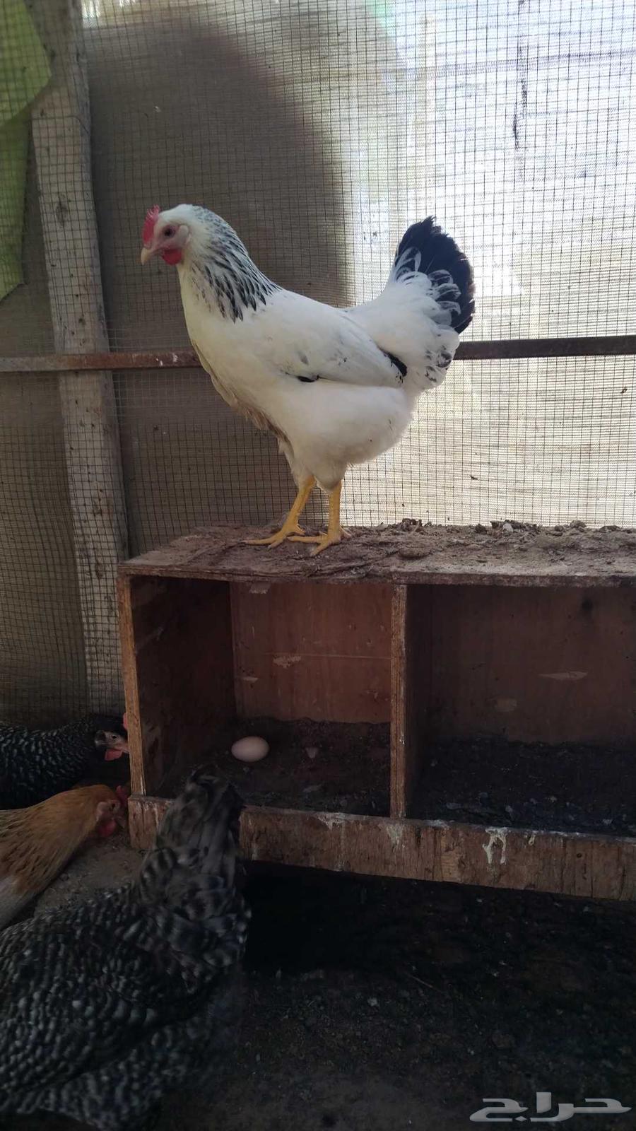 ديوك فرنسي بيور 564455359243649112