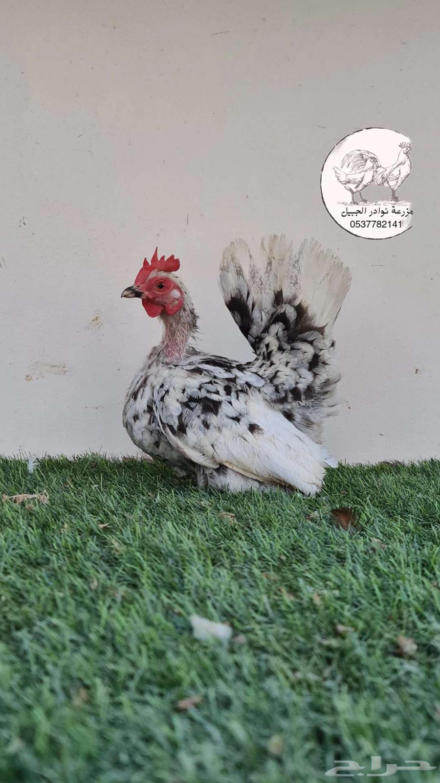 Dwarf Gamefowl Chickens64484772915457113