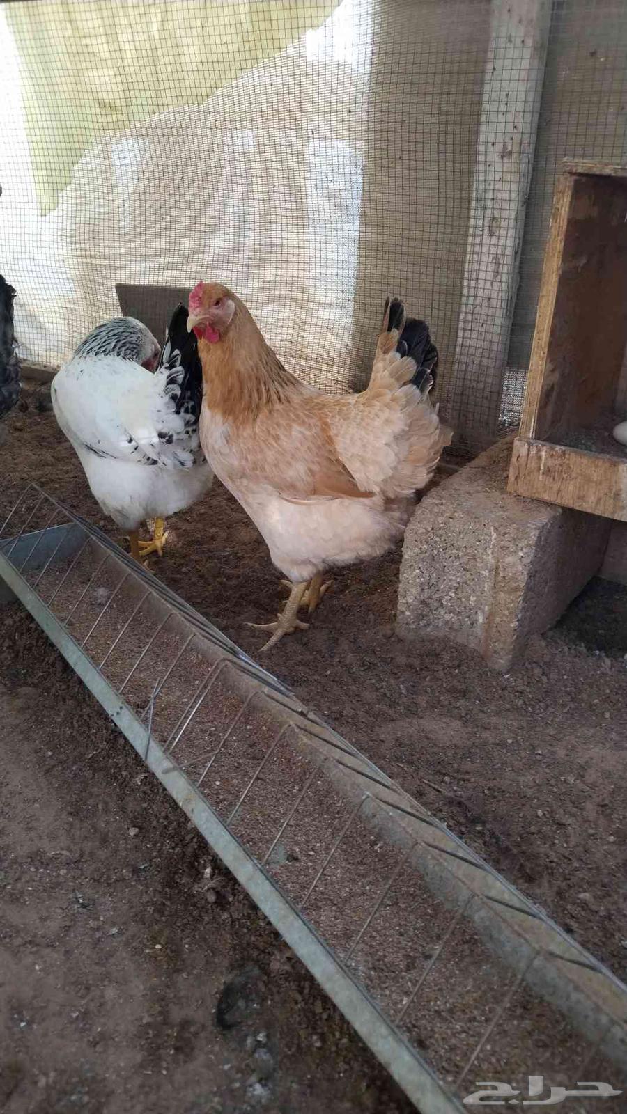 ديوك فرنسي بيور 564455359243649111