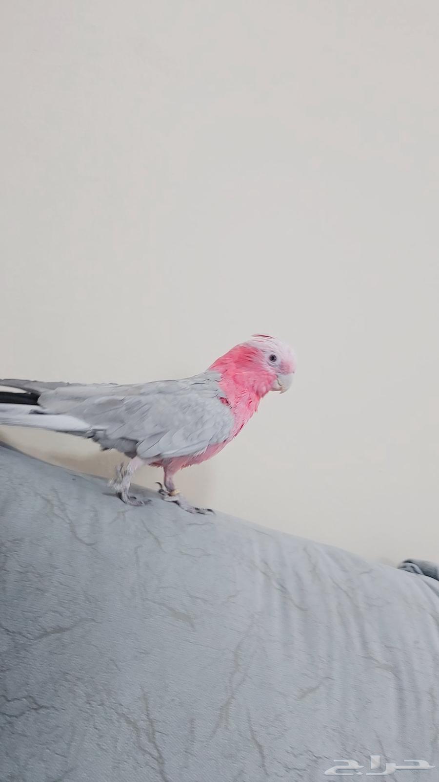 كوكاتو قالا تم البيع64481434085505114