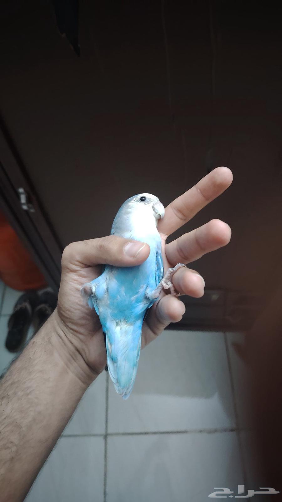 روز اليف جدا هدد نشبه64486054536322110