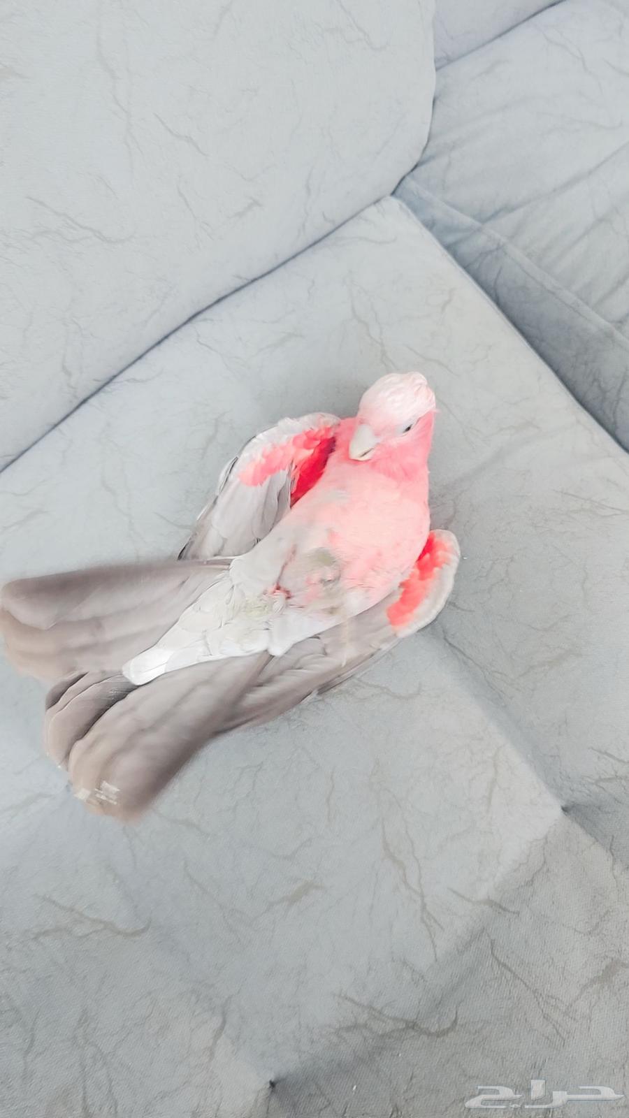 كوكاتو قالا تم البيع64481434085505113