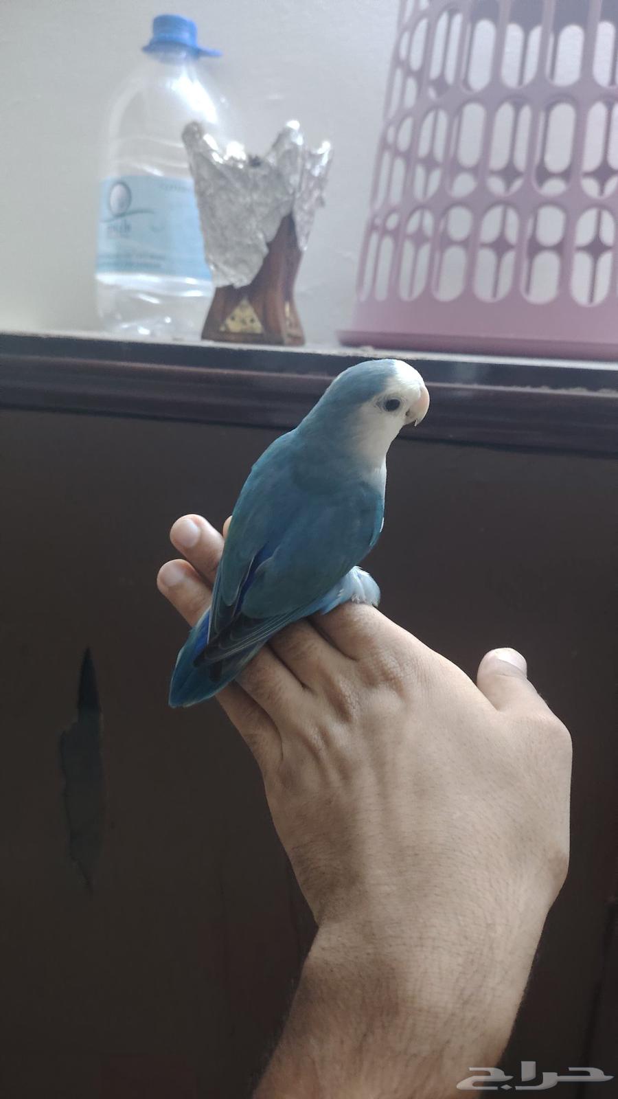 روز اليف جدا هدد نشبه64486054536322112