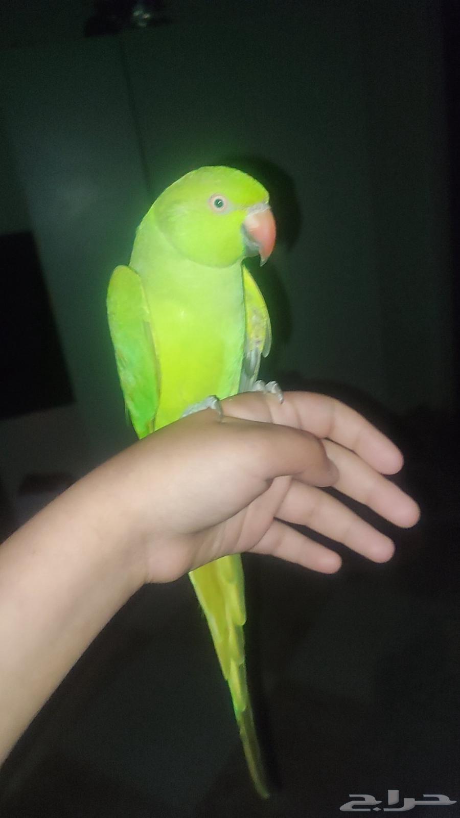 دره هندي64480523938563113